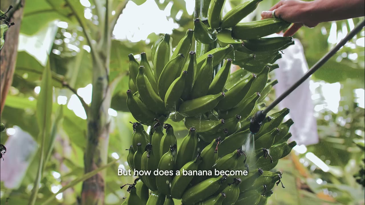 How Bananinhas banana chips are made