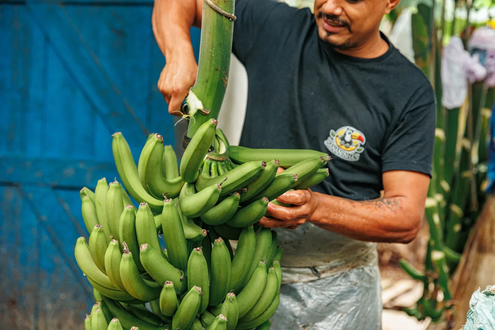 Bananas harvested in the Eldorado region