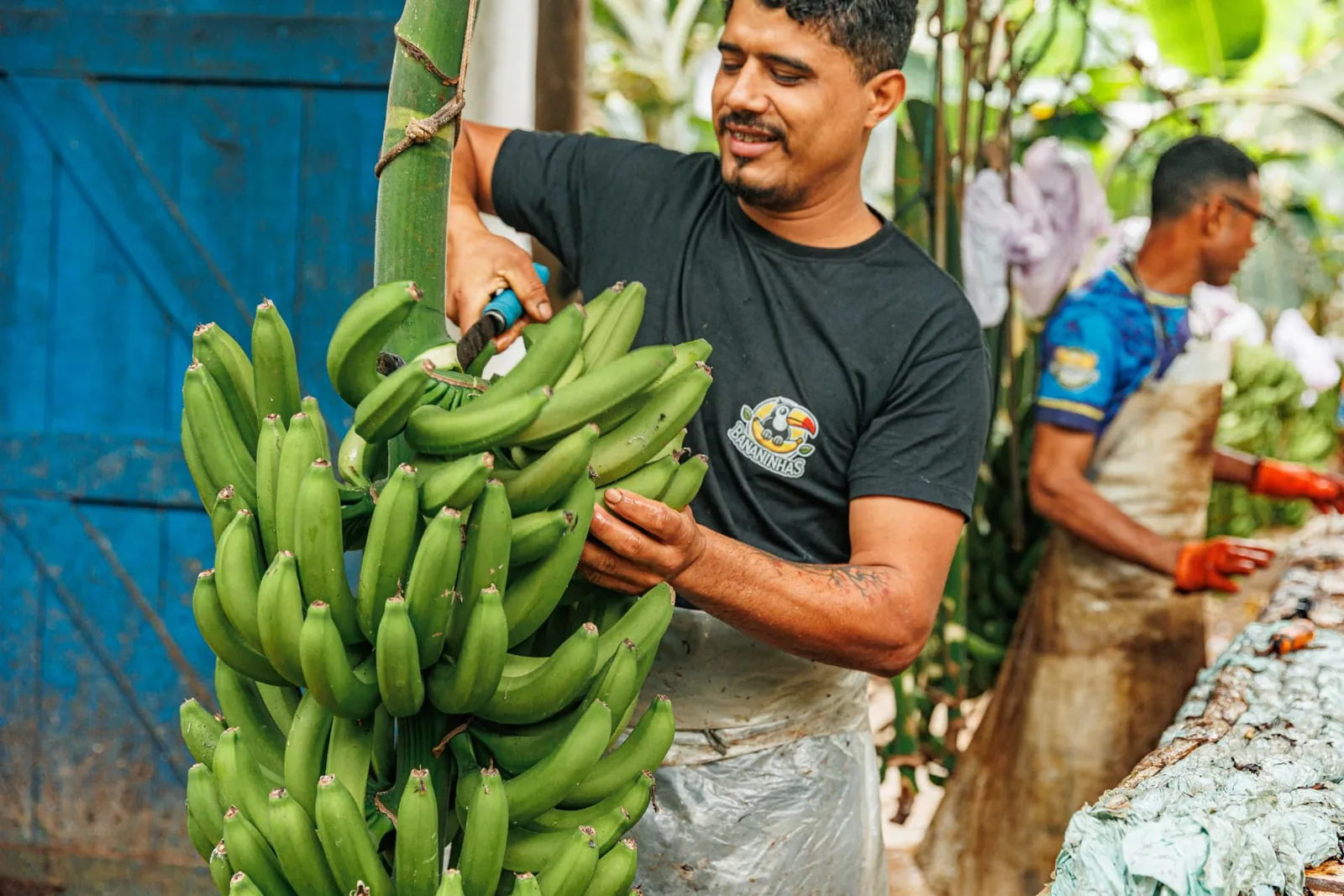 Bananas harvested in the Eldorado region