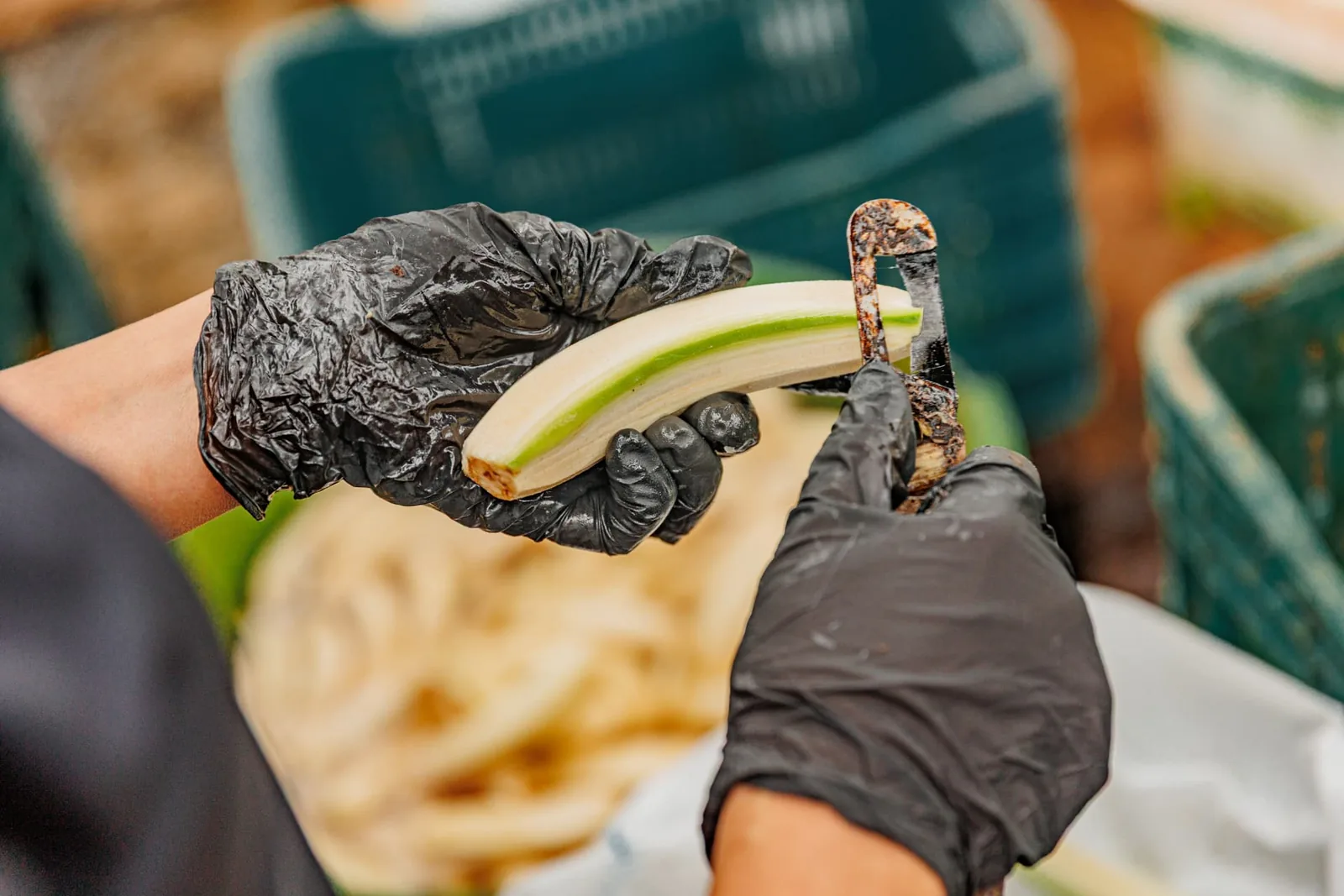 Peeled bananas ready for production