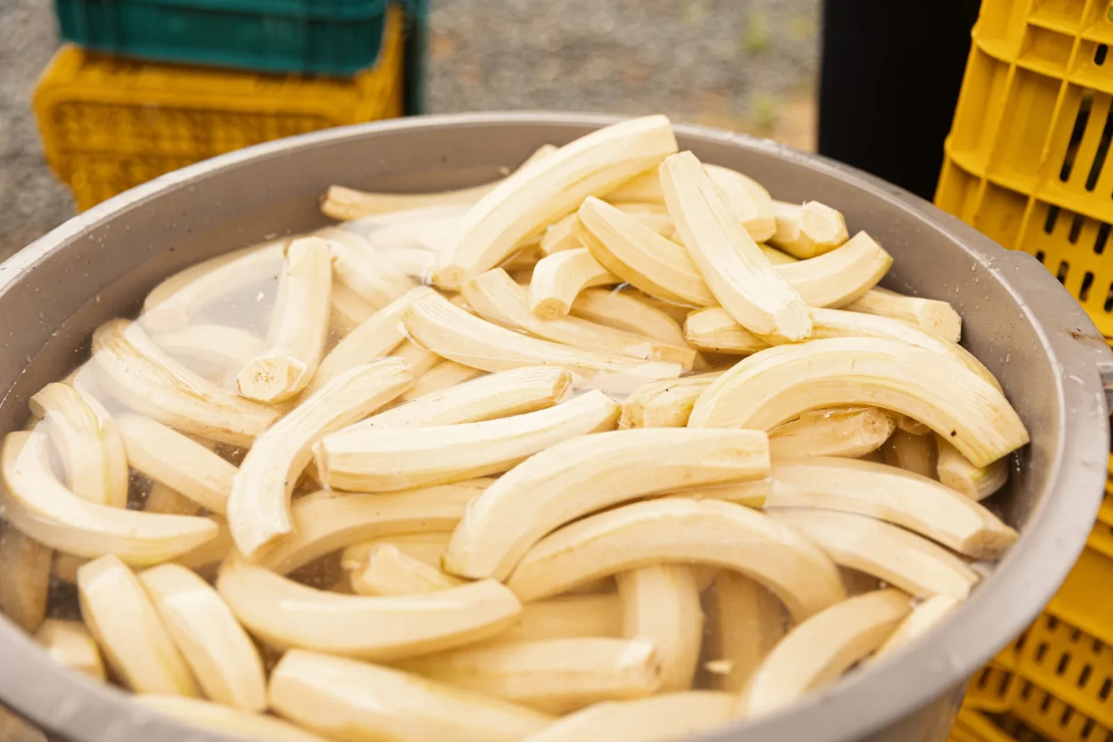 Peeled bananas ready for production